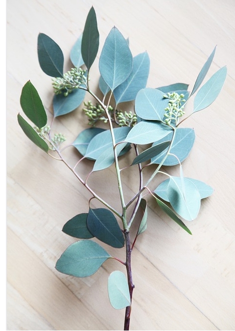 유칼립투스 키우기