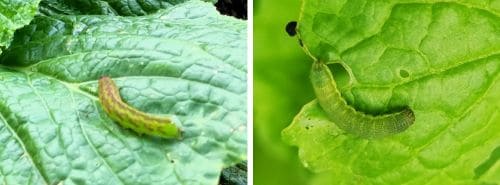 배추-재배-배추흰나비-배추좀나방-배추순나방-병충해-증상-방제법