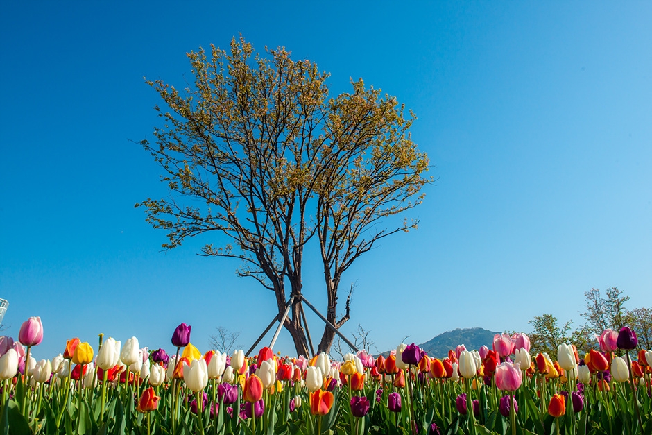 [5월 축제]창포원❘2025 거창에 온 봄 축제, 아리미아꽃축제,거창한 산양삼 축제