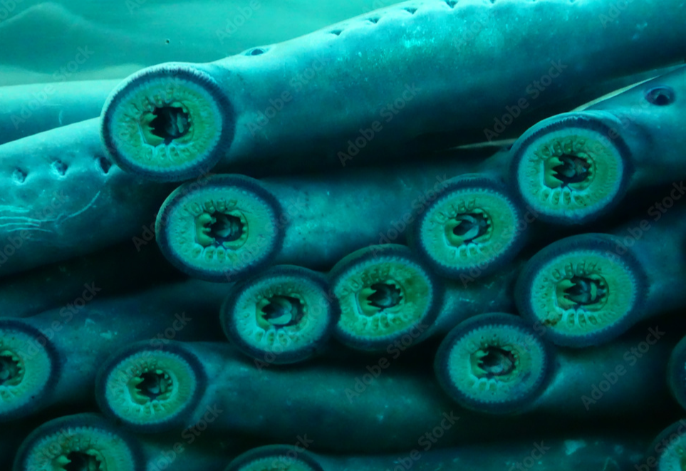 칠성장어의 모습