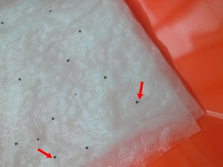 채송화 씨앗에서 뿌리가 나온 모습