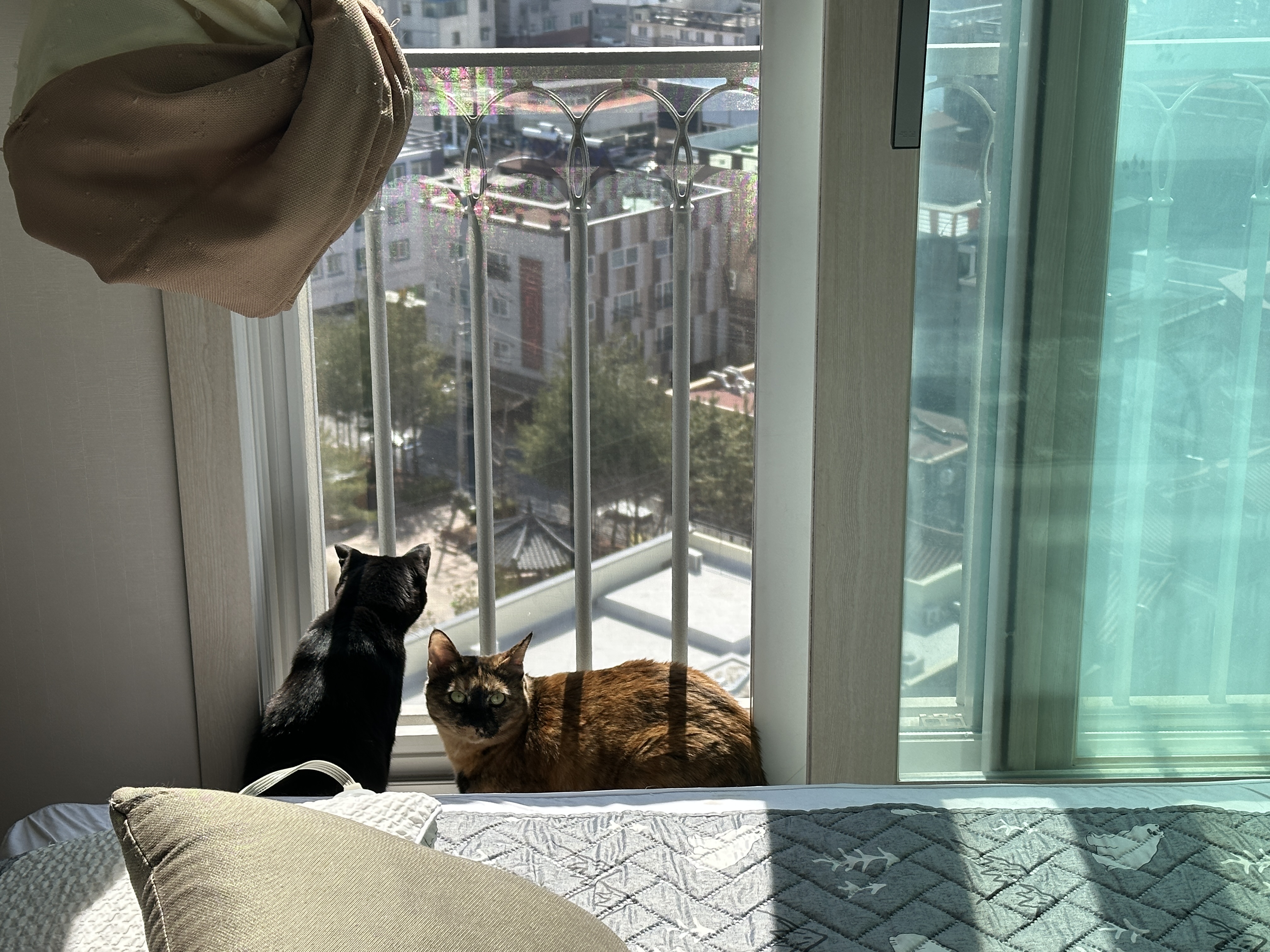 냥냥이에 햇살이 더해지면 사랑스러움 (feat. 방묘창이 꼭 필요한 이유)