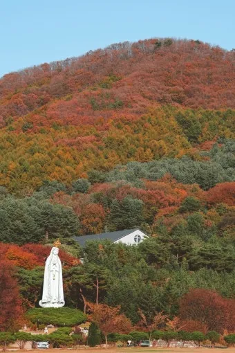 천진암 흰민들레 백양자연관찰로 괭이눈 개화_17