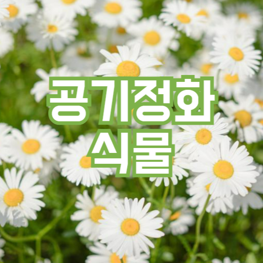 공기정화식물 추천! 천연식물로 인테리어효과까지!