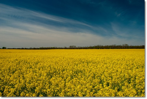 고창 청보리밭 축제 입장료 가는길 주차