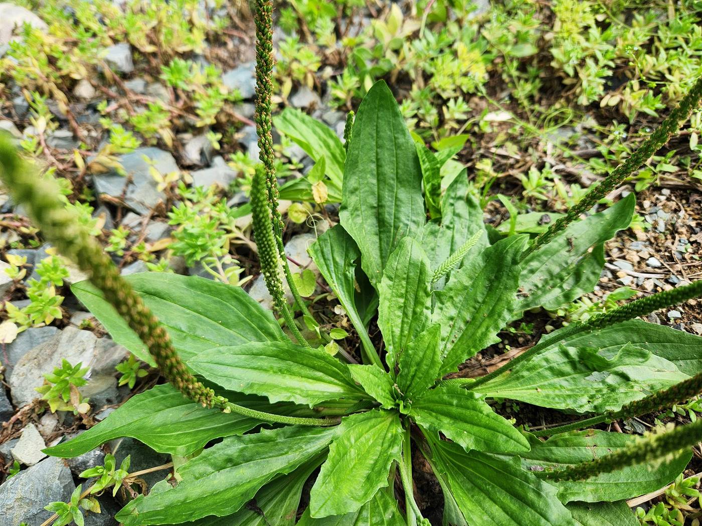 질경이 Asian plantain