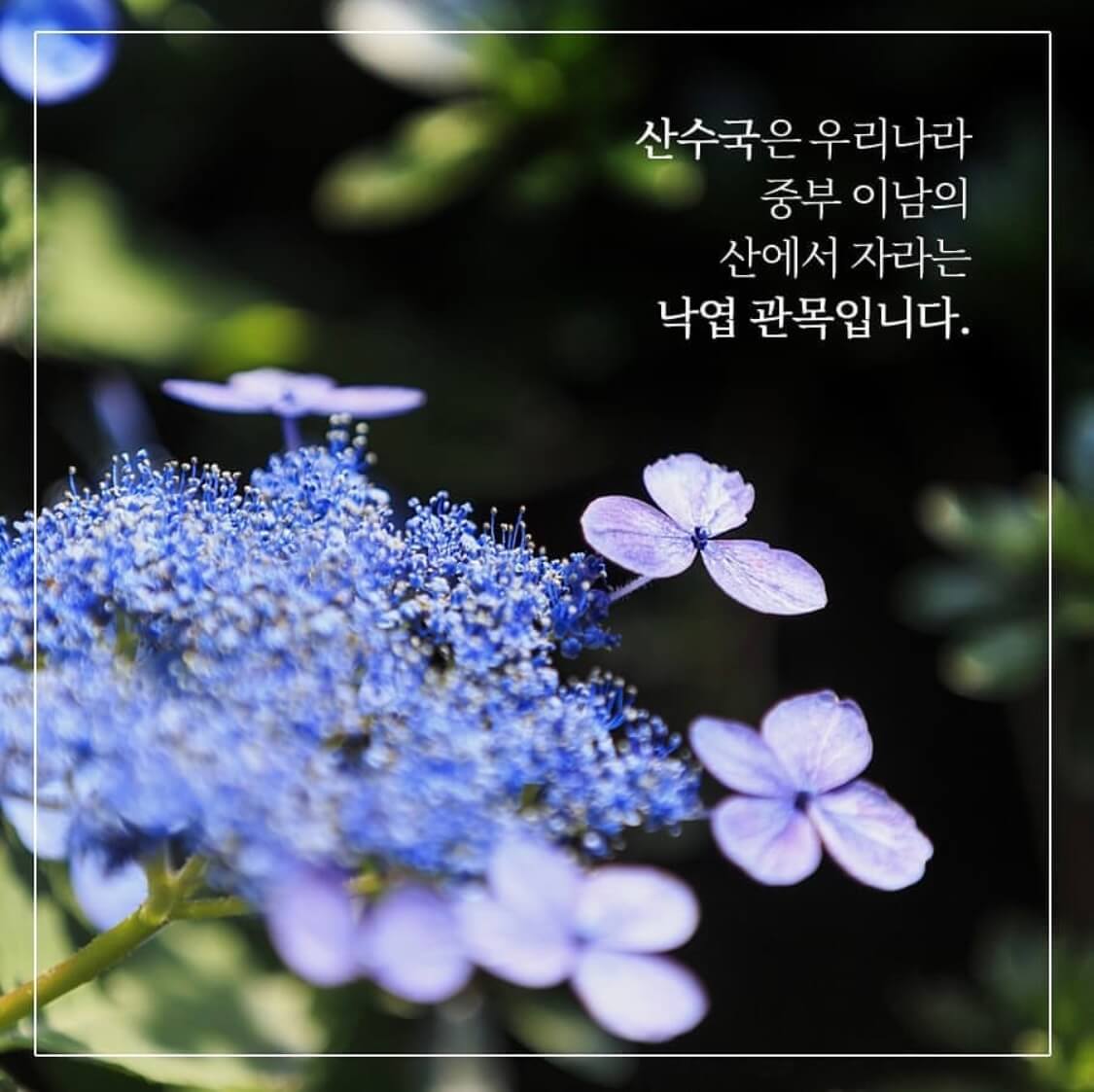 화담숲 모노레일