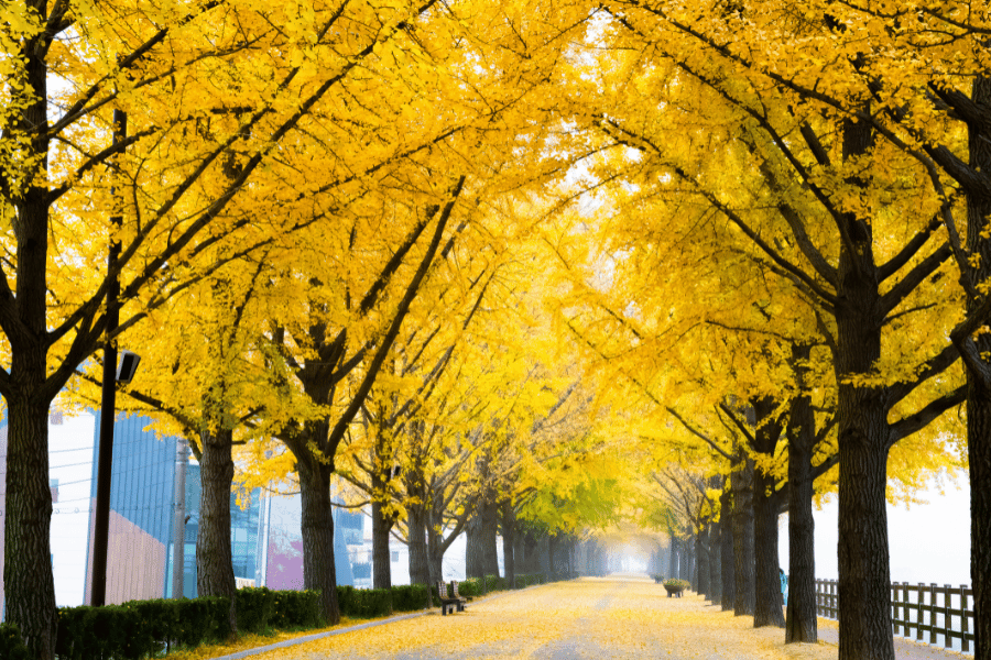 지금 꼭 가봐야 할 은행나무 명소