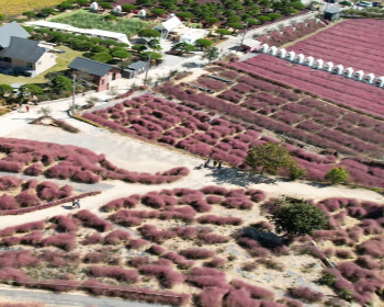 고창 핑크뮬리 축제_9