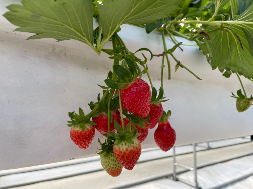 전북 고창 숙박 상하농원 파머스 빌리지 패밀리룸 조식