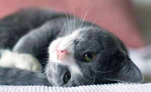고양이 천식