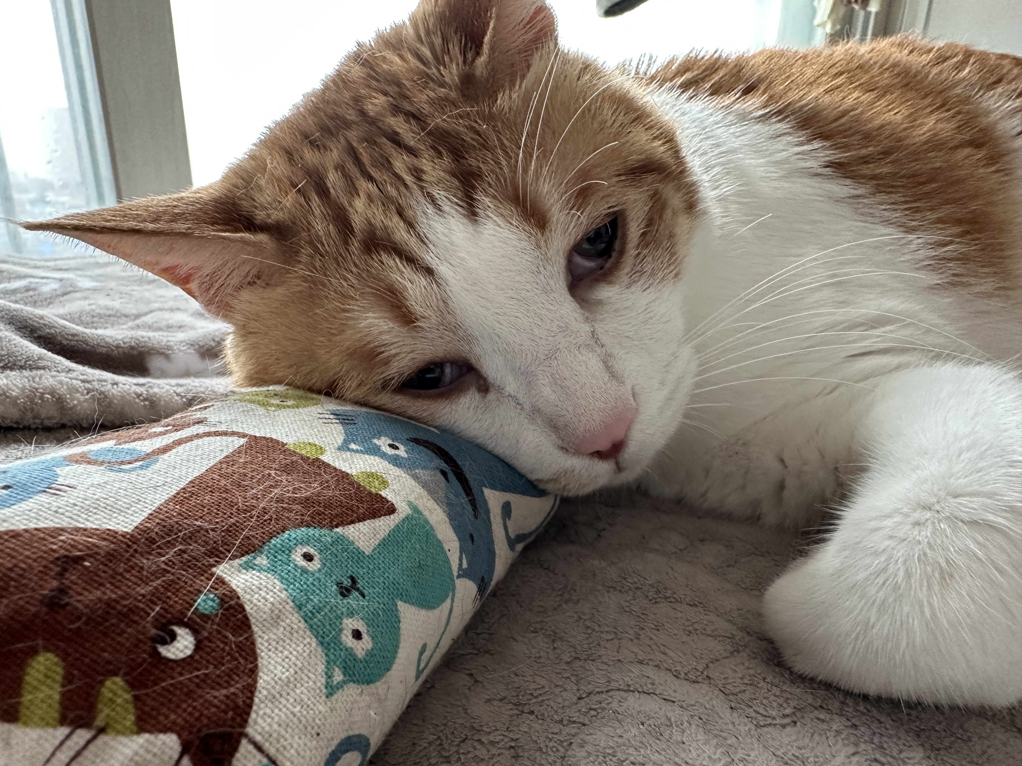 기특한 우리 막둥이 (feat. 막둥이 꼬리 베고 자는 루디)