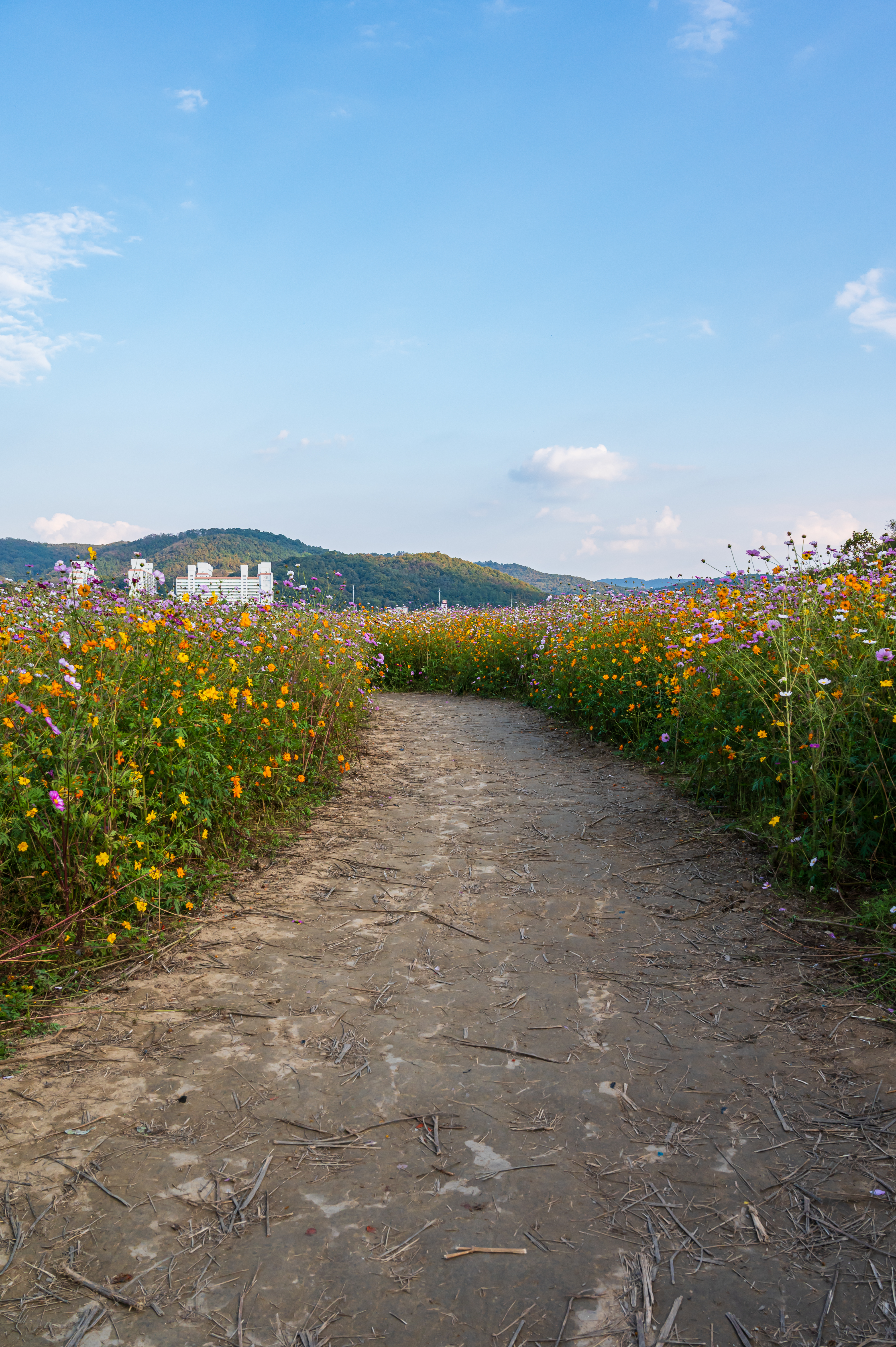  코스모스 만개 &amp;#39;세종 숲뜰근린공원&amp;#39;