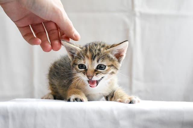 &quot;고양이 털갈이, 계절별로 준비하는 케어 비법&quot;