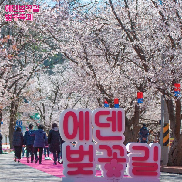 에덴-벚꽃길