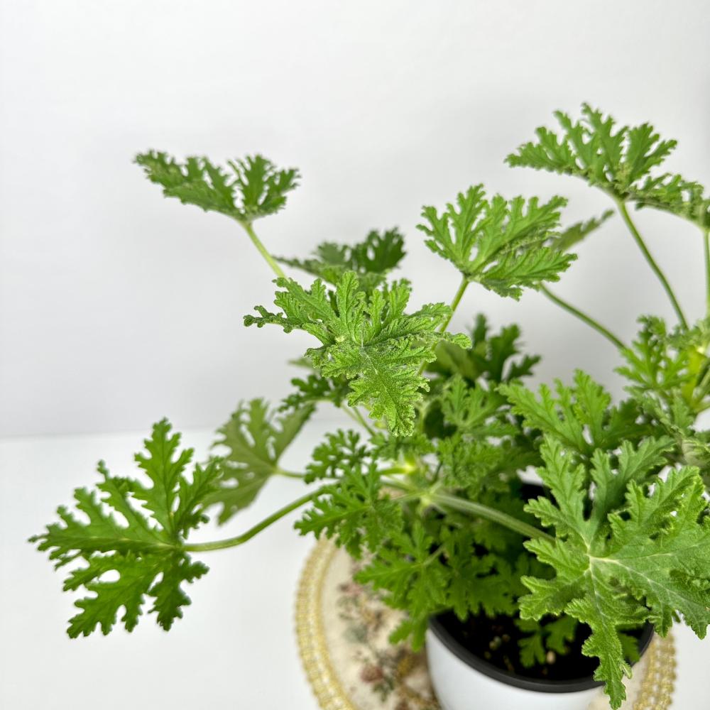 로즈 제라늄 구문초 키우기 물주기