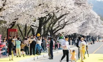 2025년 벚꽃축제 일정 시기 명소_24