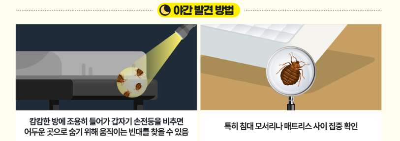 빈대-야간-발견법-이미지
