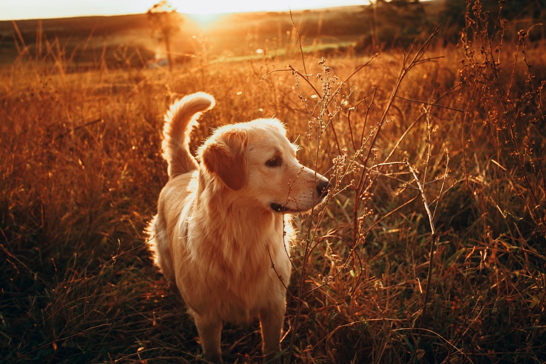 Canine