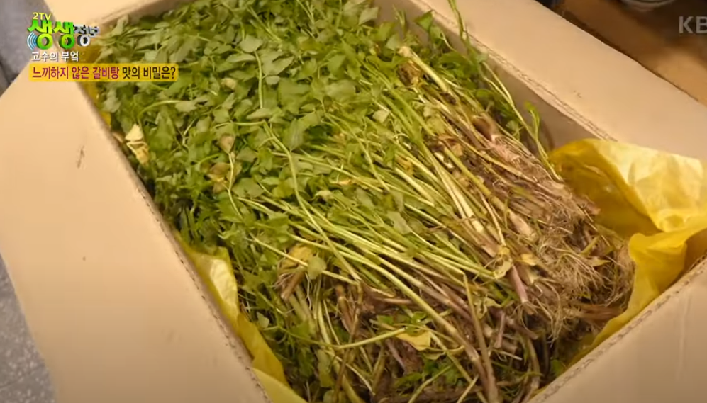 KBS 생생정보통 맛집: 미나리 갈비탕8