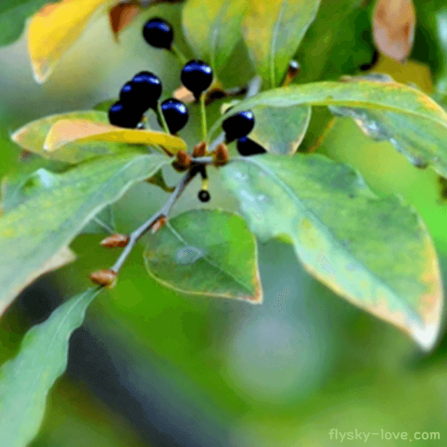 산속의 보약 감태나무