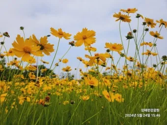 함안 악양생태공원 금계국 개화 시기와 사진 촬영 팁_11