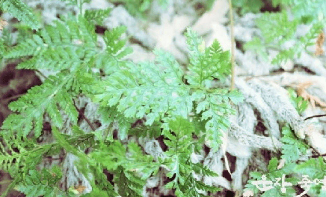 숲속에서 자라고 있는 골쇄보