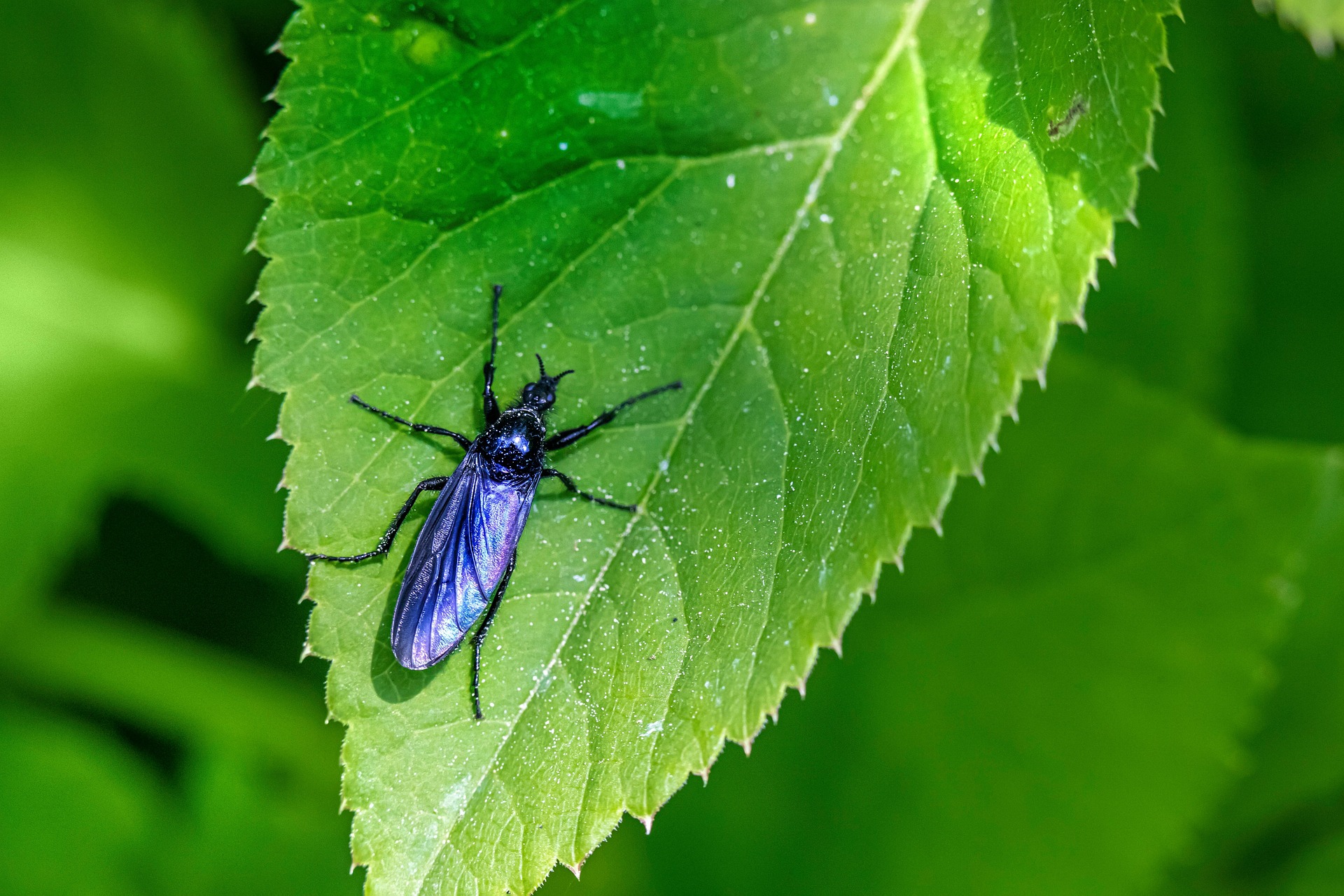 러브버그, 픽사베이