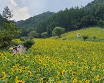 태백 해바라기 축제9