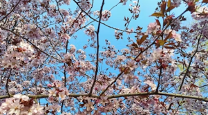 봄날의 경주 데이트&amp;#44; 벚꽃과 한옥 지붕 뷰를 품은 황리단길 고즈넉한 노키즈존 카페