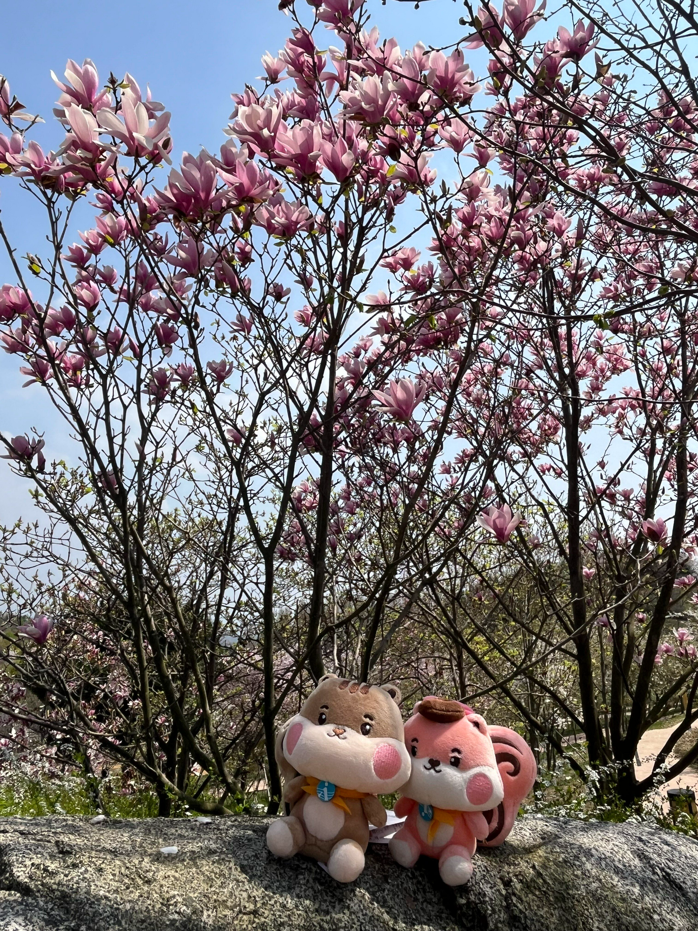 영인산 철쭉