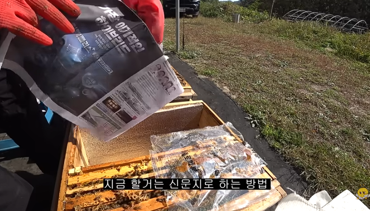 여왕벌의 빈자리, 신왕의 유혹과 신문지 합봉으로 벌통 살리기