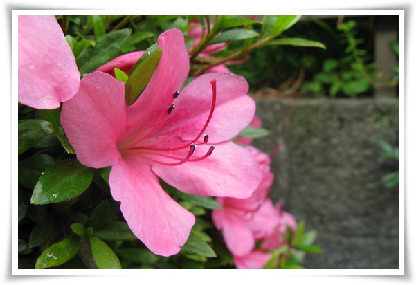 &quot;영산홍&quot; 봄날을 물들이는 활짝 핀 주홍빛 유혹의 매혹적인 꽃!