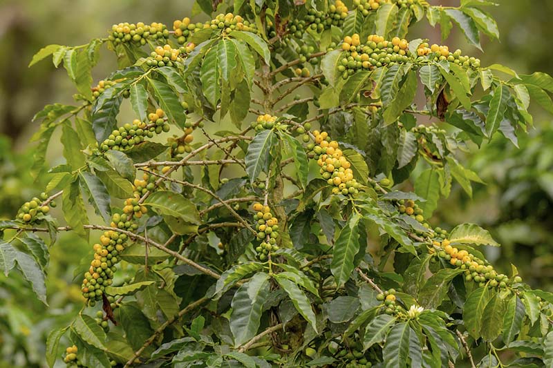 과테말라 안티구아 SHB 커피의 특징