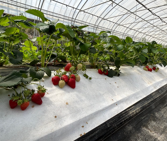 머시머시체험농장