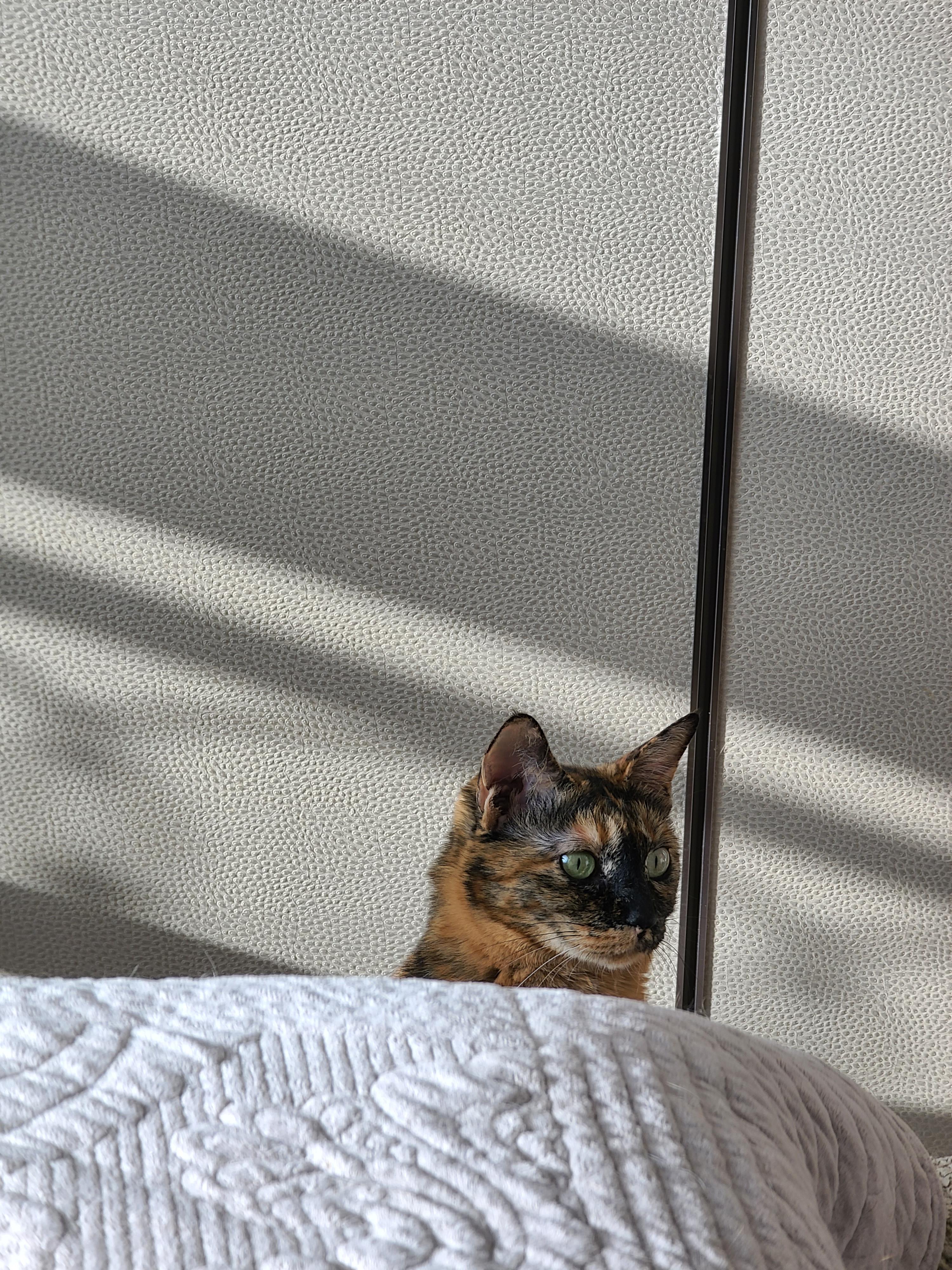 새해첫날고양이사랑