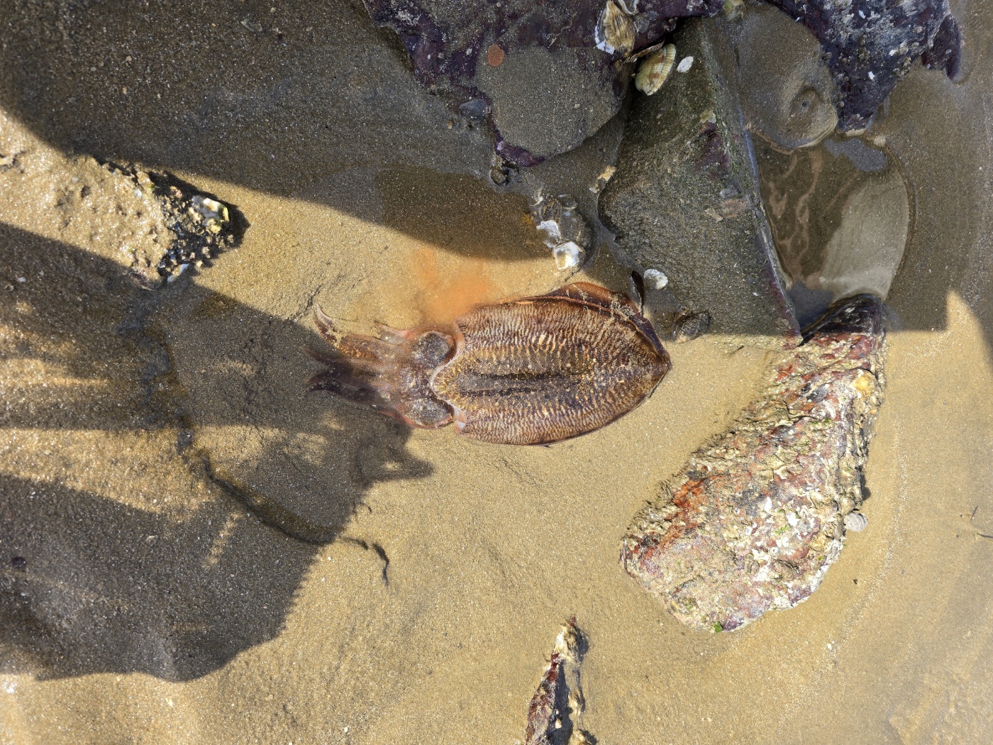 갑오징어야안녕