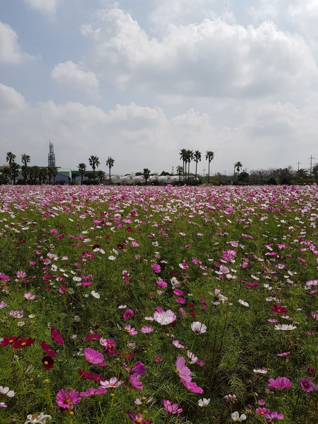 정부24 대체 발급창구 완벽정리