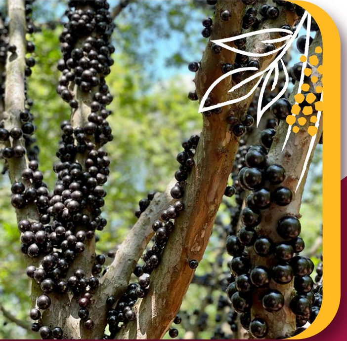 브라질산 자보티카바