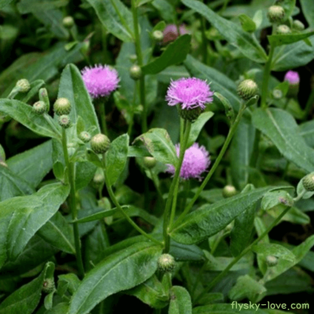 지혈에 효과적인 조뱅이