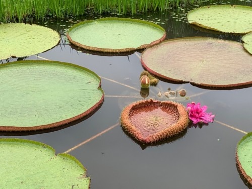 양평 세미원 연꽃