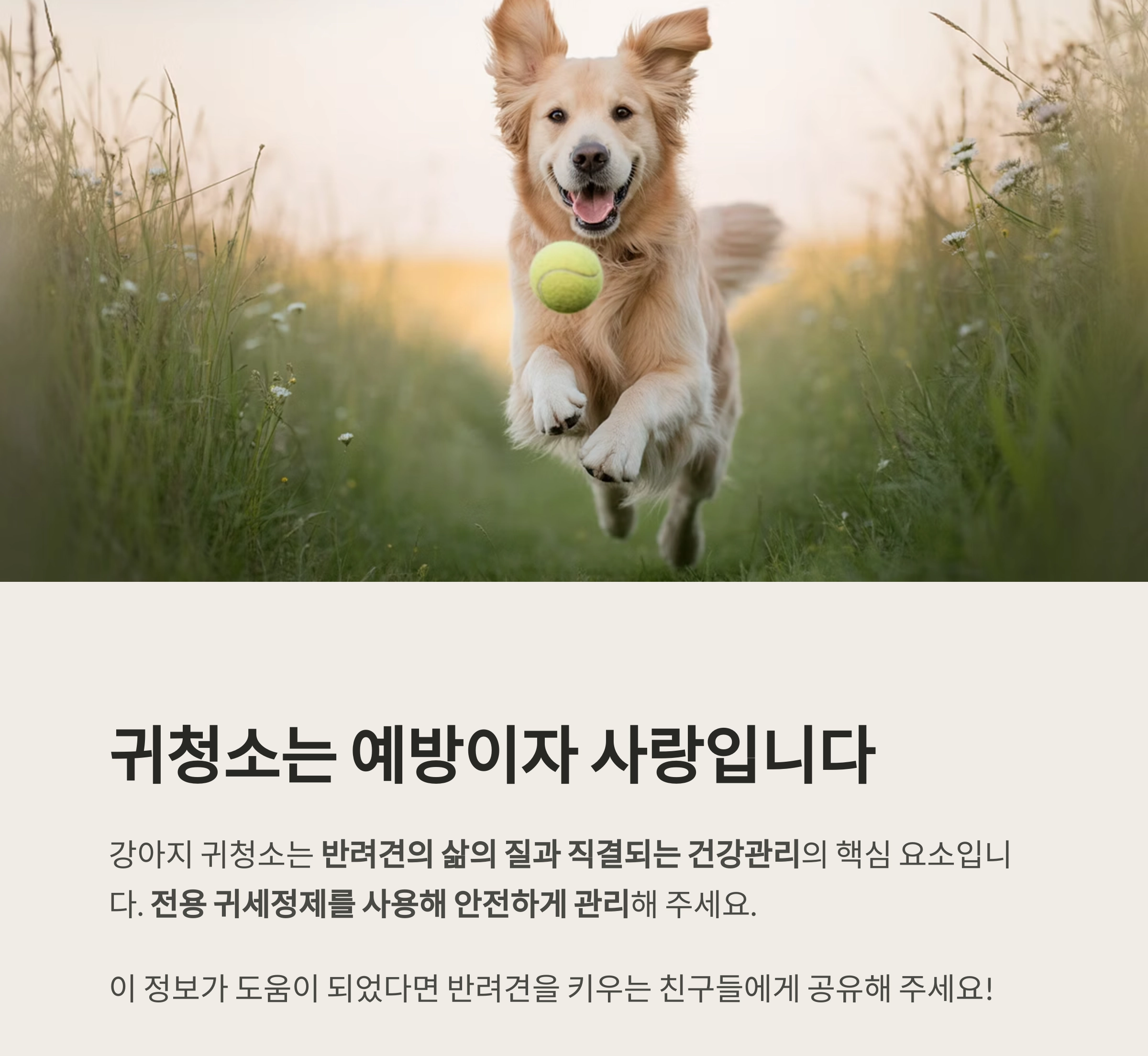 강아지 귀청소, 면봉은 금물! 전용 귀세정제가 필요한 이유