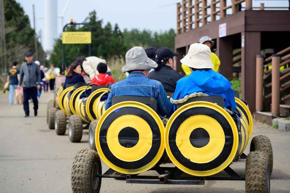 2026. 서귀포 유채꽃 축제 총정리 