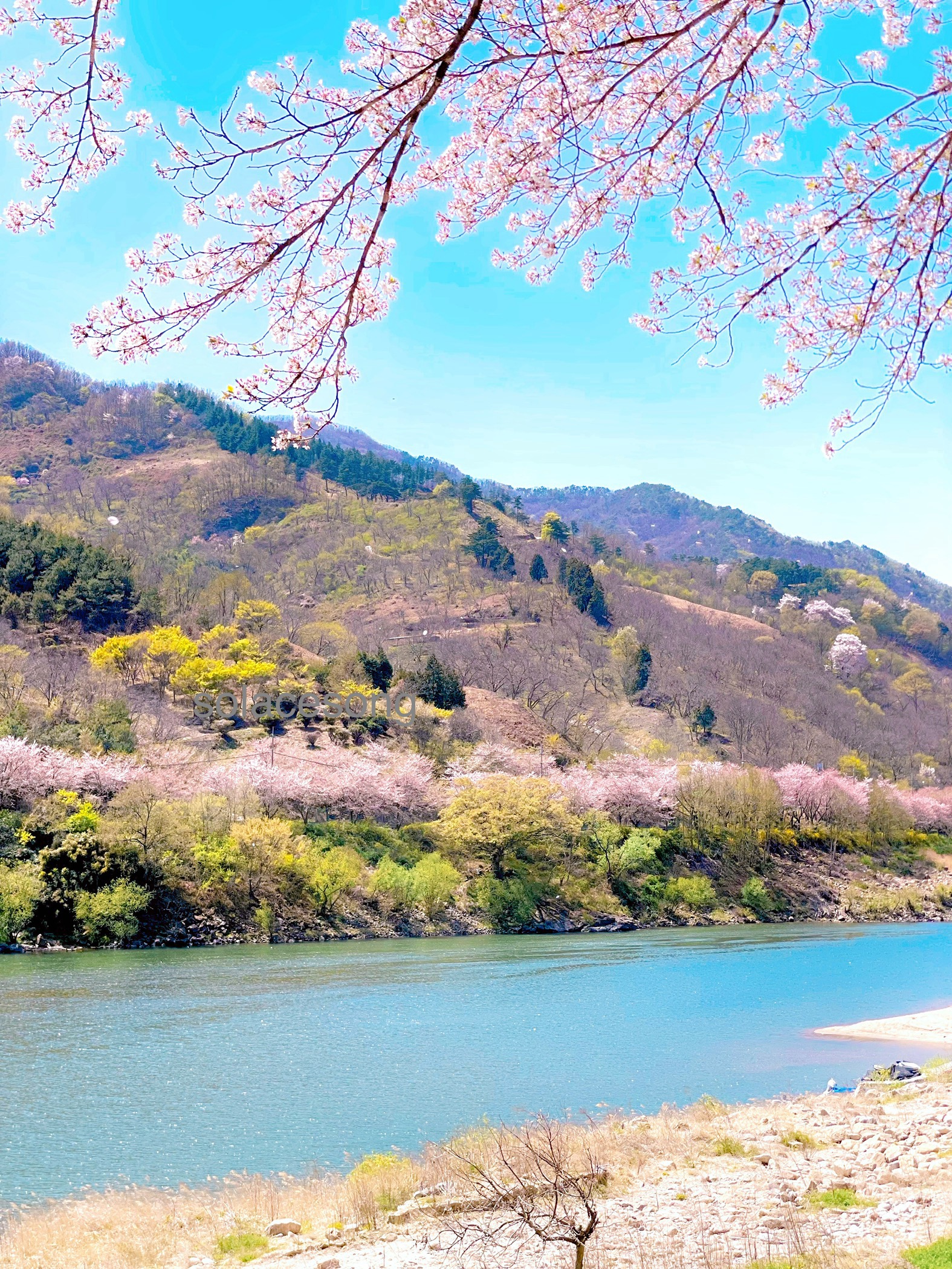 하동의 섬진강 벚꽃