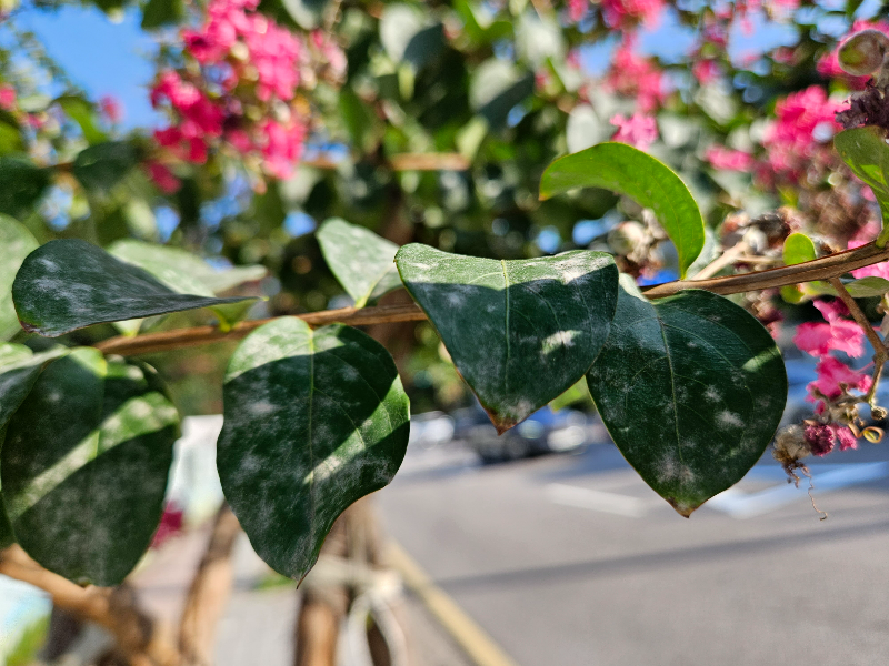 배롱나무흰가루병1