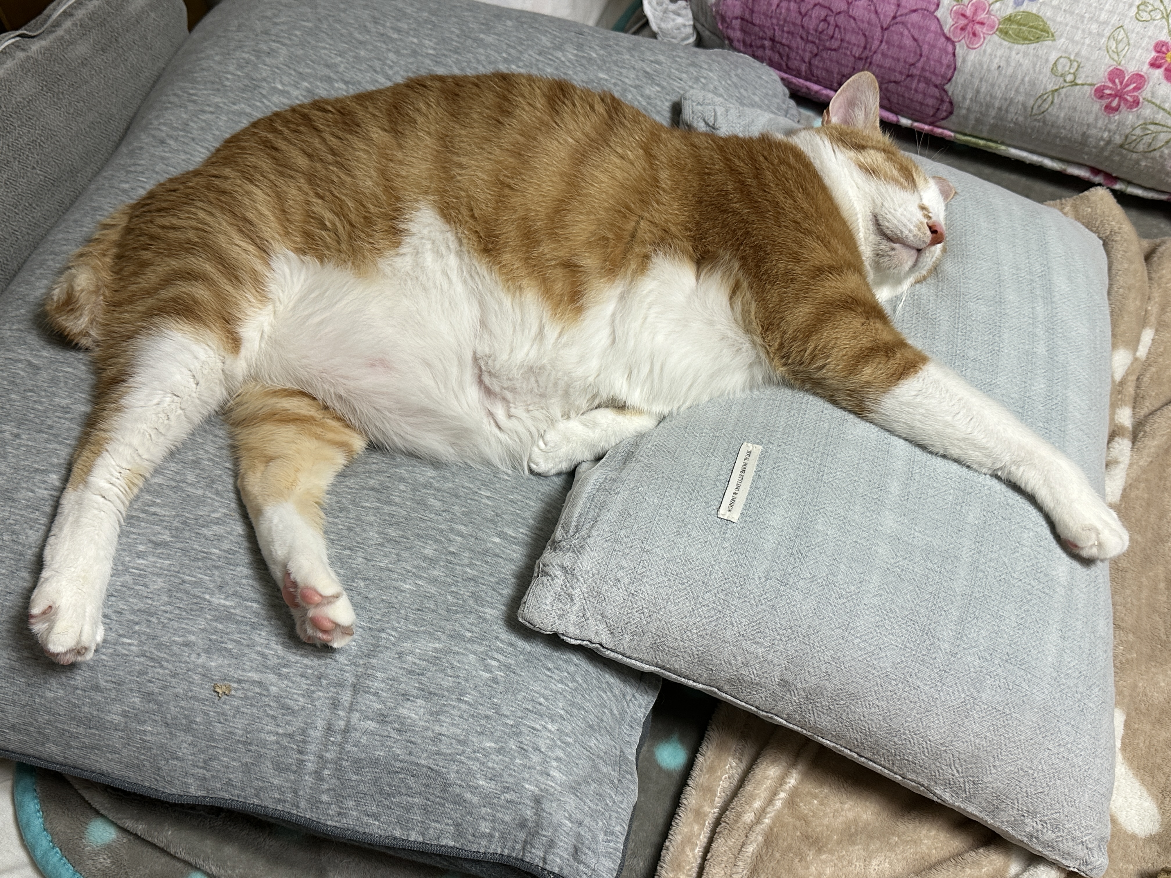 자고_있는_귀여운_치즈고양이_호야