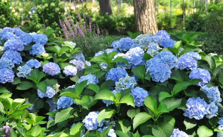 서산 모월힐링숲