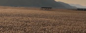 순천만습지 갈대밭