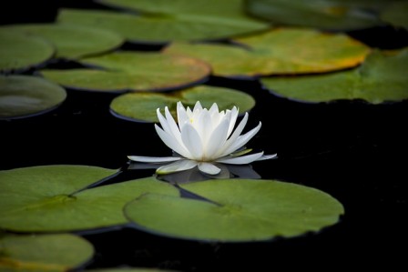 마음 챙김이 사회적 연결에 미치는 영향: 심리학적 접근