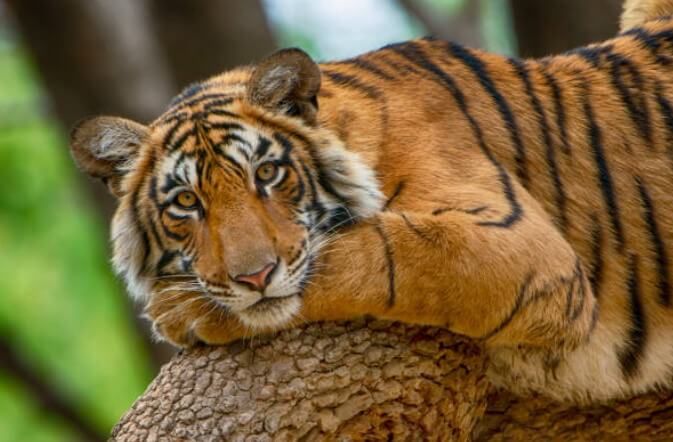 호랑이띠원숭이띠궁합 